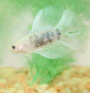 Siamese fighting fish NB. captive specimen. 
Native to Malaysia, Cambodia, Thailand, Indonesia and Vietnam, the genus Betta contains more than 70 recognized species, but the fish most people are familiar with is Betta splendens, or Siamese fighting fish. Wild Betta fish species are a dull greyish-green with short fins.  Anabantiformes,Betta splendens,Fall,Fish,Geotagged,Osphronemidae,Siamese fighting fish,United States,autumn,fauna,gouramis,vertebrate