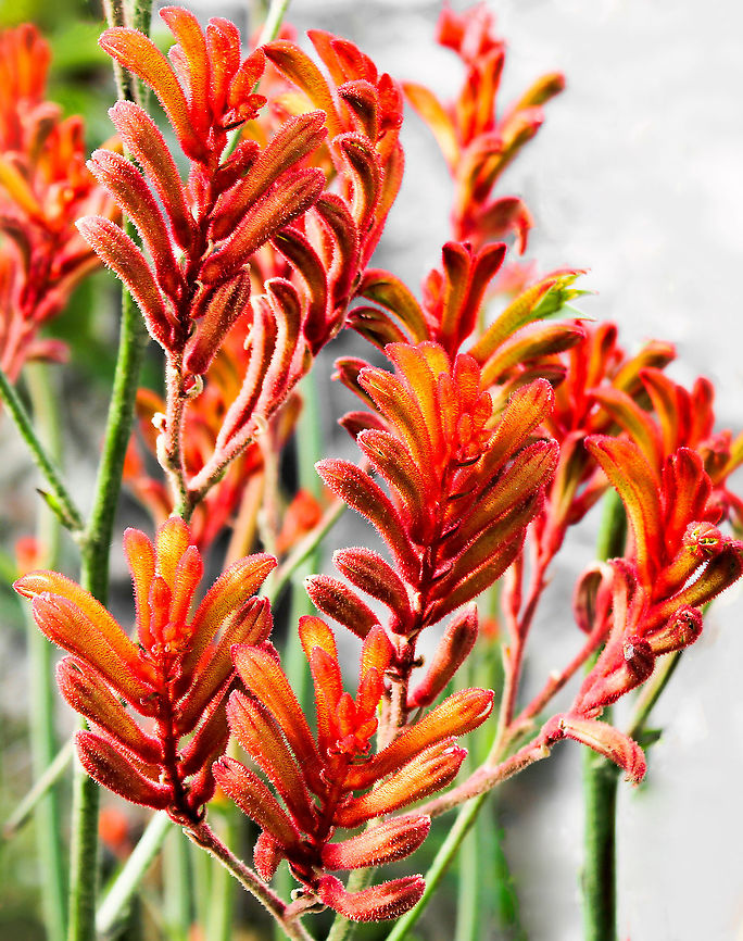 Anigozanthos sp. Commonly known as kangaroo paws due to the appearance of the flowers when open. All kangaroo paws are native to Western Australia, and only occur in the wild in that part of the country. Plants within genus Anigozanthos are perennial herbs forming clumps up to 2 m wide with evergreen leaves growing up to 1 m in length x 2 cm. The plants form rhizomes, a modified stem, underground. This rhizome makes the plant resistant to fire and drought, and it is able to re-sprout once conditions improve. <br />
<br />
Flowering occurs from November to February, creating a colourful display. One plant may produce up to ten stems, with total flower production of several hundred over a season. The flowers as seen here, are covered in velvety hairs. The flowers are pollinated by birds. Many hybrids and cultivars are now available.  Anigozanthos,Australia,Commelinales,Conostylidoideae,Flora,Geotagged,Haemodoraceae,Summer,botany,new south wales,orange flowers