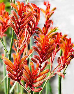Anigozanthos sp. Commonly known as kangaroo paws due to the appearance of the flowers when open. All kangaroo paws are native to Western Australia, and only occur in the wild in that part of the country. Plants within genus Anigozanthos are perennial herbs forming clumps up to 2 m wide with evergreen leaves growing up to 1 m in length x 2 cm. The plants form rhizomes, a modified stem, underground. This rhizome makes the plant resistant to fire and drought, and it is able to re-sprout once conditions improve. 

Flowering occurs from November to February, creating a colourful display. One plant may produce up to ten stems, with total flower production of several hundred over a season. The flowers as seen here, are covered in velvety hairs. The flowers are pollinated by birds. Many hybrids and cultivars are now available.  Anigozanthos,Australia,Commelinales,Conostylidoideae,Flora,Geotagged,Haemodoraceae,Summer,botany,new south wales,orange flowers
