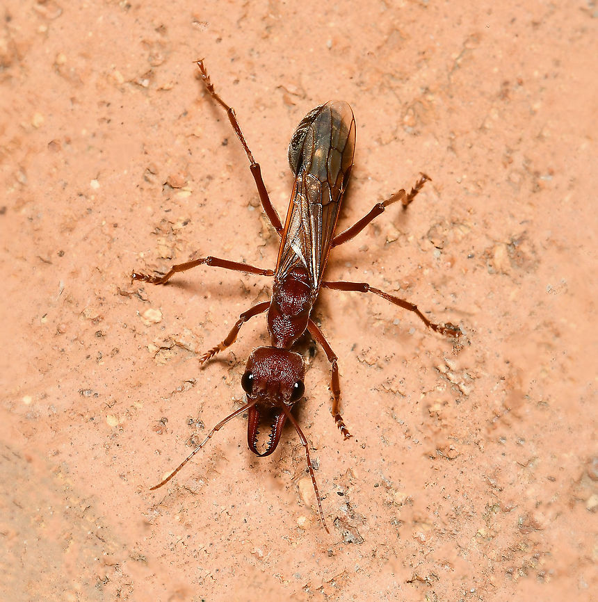 Myrmecia brevinoda bull ant 35 mm body length. Australia,Fall,Formicidae,Geotagged,Giant Bulldog Ant,Hymenoptera,Myrmecia brevinoda,Myrmeciinae,arthropod,autumn,fauna,insect,invertebrate,macro,new south wales