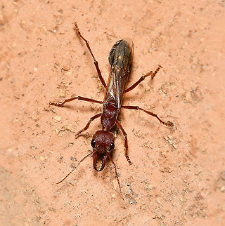 Myrmecia brevinoda bull ant 35 mm body length. Australia,Fall,Formicidae,Geotagged,Giant Bulldog Ant,Hymenoptera,Myrmecia brevinoda,Myrmeciinae,arthropod,autumn,fauna,insect,invertebrate,macro,new south wales