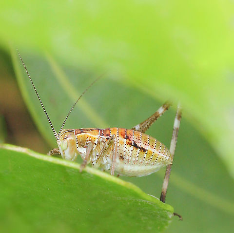 Brown-form katydid nymph This is a brown-form nymph of the green garden katydid. Feeding on different plants including the leaves and flowers. Unfortunately, missing a leg. 

10 mm body length.  Australia,Caedicia simplex,Geotagged,Orthoptera,Spring,Tettigoniidae,arthropod,fauna,insect,invertebrate,katydid,katydid nymph,macro,new south wales
