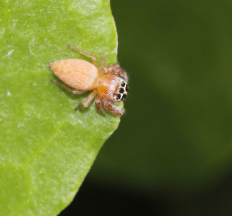 Cyclops jumping spider dorsal I've shared a dorsal shot of this spider to highlight the white markings and clear black circles surrounding the eyes. These circles give the spider its common name because its eyes, embedded in these large black circle markings, seem much bigger than they are and our attention is drawn to them. Much like the single eye of the Cyclops draws our attention. 

In Greek mythology, the giant Cyclops, also known as Polyphemus is the one-eyed son of Poseidon and Thoosa and this name has been included in the binomial. 

NB. Only females of this species have these markings. 

6 mm body length Araneae,Australia,Geotagged,Opisthoncus polyphemus,Salticidae,Spring,arthropod,fauna,invertebrate,macro,new south wales