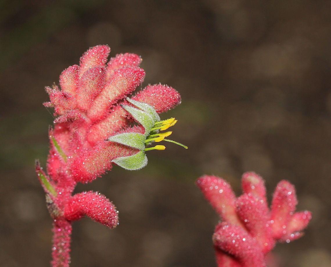 Anigozanthos opening Commonly known as kangaroo paws due to the appearance of the flowers when open. All kangaroo paws are native to Western Australia, and only occur in the wild in that part of the country. Plants within genus Anigozanthos are perennial herbs forming clumps up to 2 m wide with evergreen leaves growing up to 1 m in length x 2 cm. The plants form rhizomes, a modified stem, underground. This rhizome makes the plant resistant to fire and drought, and it is able to re-sprout once conditions improve.<br />
<br />
Flowering occurs from November to February, creating a colourful display. One plant may produce up to ten stems, with total flower production of several hundred over a season. The flowers as seen here, are covered in velvety hairs. The flowers are pollinated by birds. Many hybrids and cultivars are now available. Anigozanthos,Australia,Commelinales,Conostylidoideae,Flora,Geotagged,Haemodoraceae,Pink Flowers,Spring,botany,new south wales
