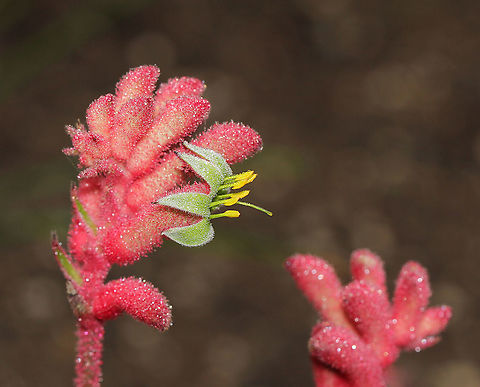Anigozanthos opening Commonly known as kangaroo paws due to the appearance of the flowers when open. All kangaroo paws are native to Western Australia, and only occur in the wild in that part of the country. Plants within genus Anigozanthos are perennial herbs forming clumps up to 2 m wide with evergreen leaves growing up to 1 m in length x 2 cm. The plants form rhizomes, a modified stem, underground. This rhizome makes the plant resistant to fire and drought, and it is able to re-sprout once conditions improve.

Flowering occurs from November to February, creating a colourful display. One plant may produce up to ten stems, with total flower production of several hundred over a season. The flowers as seen here, are covered in velvety hairs. The flowers are pollinated by birds. Many hybrids and cultivars are now available. Anigozanthos,Australia,Commelinales,Conostylidoideae,Flora,Geotagged,Haemodoraceae,Pink Flowers,Spring,botany,new south wales
