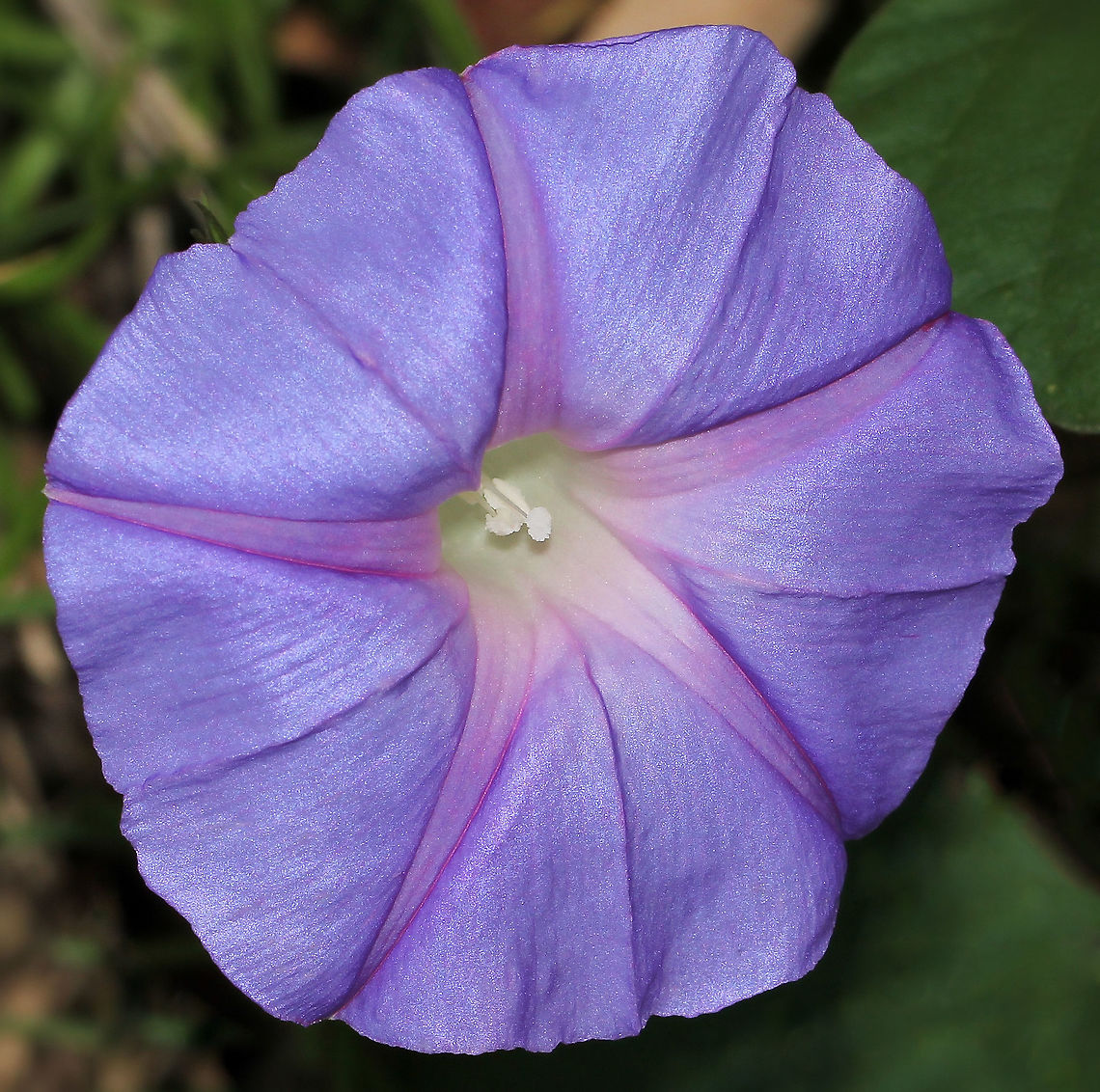 Ipomoea indica Purple morning glory, native to South America, is a vigorous perennial climber that can form either a dense ground cover or climb high into the canopy smothering native vegetation. After being widely cultivated as a garden ornamental the species has become naturalised in many of our coastal areas. This grouping seen on the edge of sclerophyll forest. <br />
<br />
Flowers are funnel-shaped, violet-blue and up to 8 cm in diameter. Flowering is from spring to autumn. Australia,Blue morning glory,Convolvulaceae,Geotagged,Ipomoea indica,Solanales,Spring,botany,flora,morning glory,new south wales,purple flower