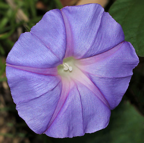 Ipomoea indica Purple morning glory, native to South America, is a vigorous perennial climber that can form either a dense ground cover or climb high into the canopy smothering native vegetation. After being widely cultivated as a garden ornamental the species has become naturalised in many of our coastal areas. This grouping seen on the edge of sclerophyll forest. 

Flowers are funnel-shaped, violet-blue and up to 8 cm in diameter. Flowering is from spring to autumn. Australia,Blue morning glory,Convolvulaceae,Geotagged,Ipomoea indica,Solanales,Spring,botany,flora,morning glory,new south wales,purple flower
