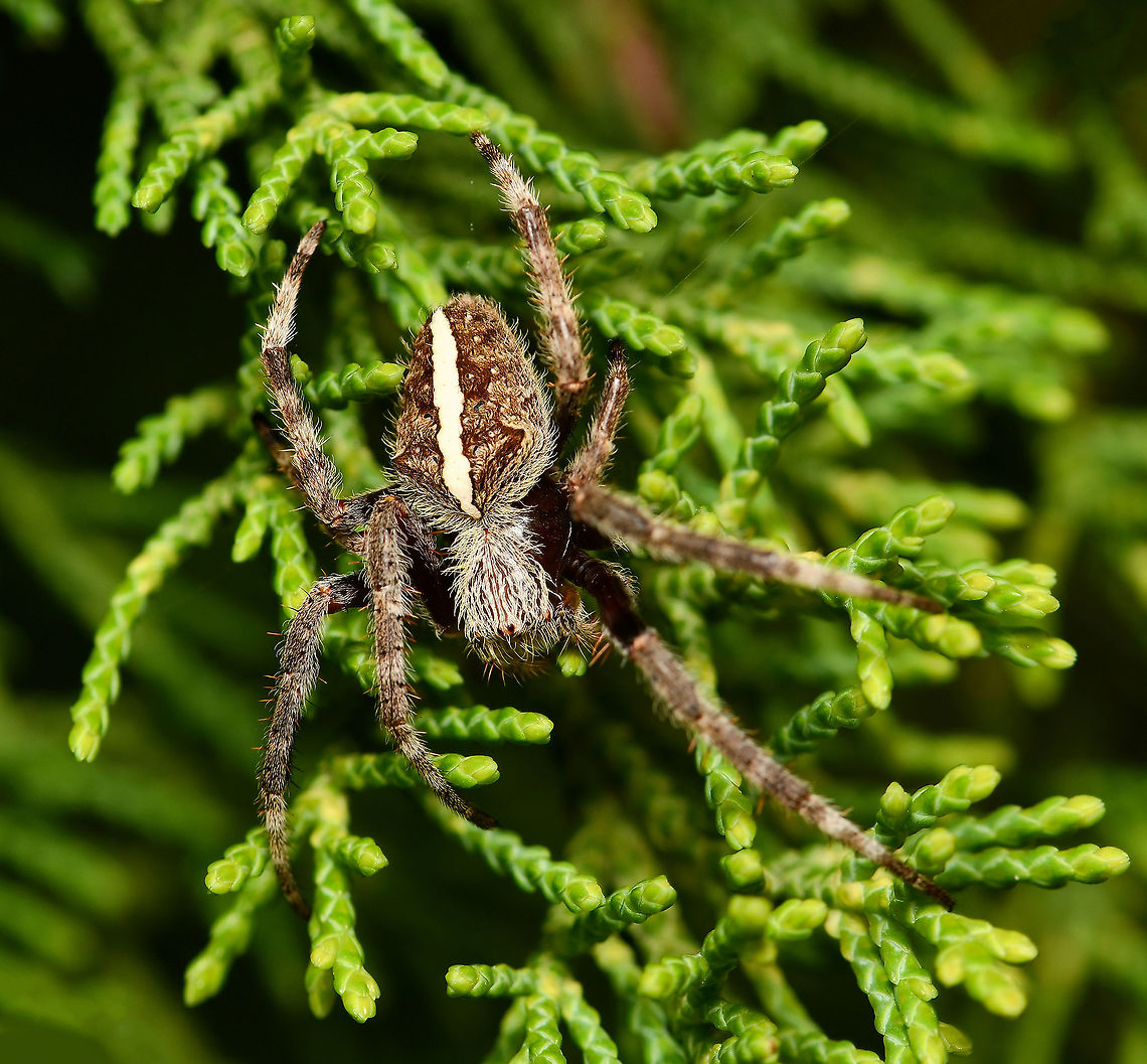 Eriophora sp. one stripe form Seen crawling on conifer. <br />
<br />
10 mm body length.  Araneae,Araneidae,Australia,Australian garden orb weaver spider,Eriophora,Geotagged,Spring,arachnid,arthropod,fauna,invertebrate,macro,new south wales