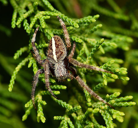 Eriophora sp. one stripe form Seen crawling on conifer. 

10 mm body length.  Araneae,Araneidae,Australia,Australian garden orb weaver spider,Eriophora,Geotagged,Spring,arachnid,arthropod,fauna,invertebrate,macro,new south wales
