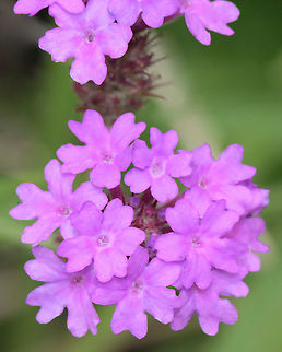 Purpletop vervain Native to South America, now a very widespread species that is particularly common here in the eastern parts of Australia. Seen roadside and in other situations such as pastures, grasslands, open woodlands, disturbed sites and waste areas. It is a registered weed in the States of Victoria, New South Wales, Queensland, Tasmania and the ACT.

It is a perennial herbaceous plant with upright stems usually growing 60 -150 cm in height.  Argentinian vervain,Australia,Flora,Geotagged,Lamiales,Purpletop vervain,Spring,Verbena bonariensis,Verbenaceae,botany,macro,new south wales,purple flower