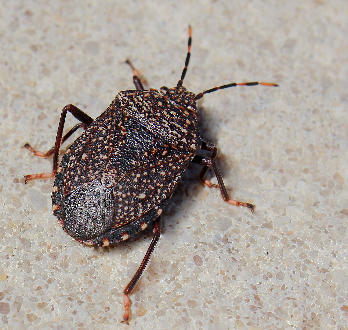 Notius sp. gum tree shield bug 15 mm body length.  Australia,Geotagged,Hemiptera,Notius,Pentatomidae,arthropod,fauna,gum tree shield bug,insect,invertebrate,macro,new south wales,shield bug,stink bug,summer