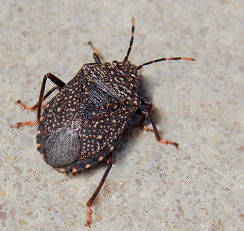 Notius sp. gum tree shield bug 15 mm body length.  Australia,Geotagged,Hemiptera,Notius,Pentatomidae,arthropod,fauna,gum tree shield bug,insect,invertebrate,macro,new south wales,shield bug,stink bug,summer