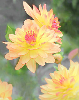 Dancing with Dahlia Some bright and beautiful Dahlia sp. flowers I saw at Eden Garden, New Zealand. This genus of perennial plants are native to Mexico and Central America.  Asteraceae,Asterales,Dahlia,Fall,Flora,Geotagged,New Zealand,autumn,botany,yellow flowers