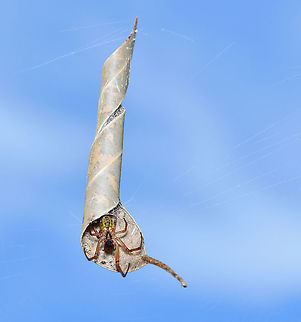 Hide and seek I've been watching this little leaf-curling spider the past few days and the timing was right this morning - finally managed a couple of quick shots as she came out of her hiding place - then she promptly shot back in! I notice from the image that she's missing a front leg.

These intriguing spiders protect themselves from predators by sitting inside an impressively constructed, silk seamed, curled leaf. 

10 mm body length Araneae,Araneidae,Australia,Fall,Geotagged,Leaf curling spider,Phonognatha graeffei,arachnid,autumn,fauna,invertebrate,leaf-curling spider,macro,new south wales