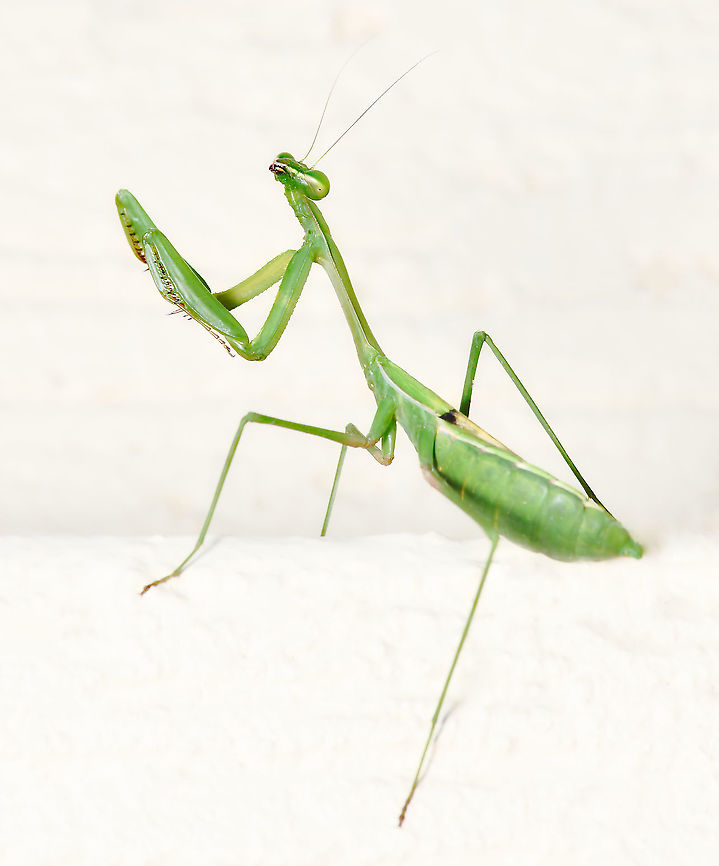 Pseudomantis albofimbriata NB. image has been turned, mantid was head upward on a wall.<br />
<br />
The false garden mantid is a member of family Mantidae, which includes almost 75% of our praying mantids here in Australia. This species can be seen in urban gardens, woodlands and forests in Queensland and New South Wales. <br />
<br />
Adult female, 60 mm body length<br />
<br />
Australia,Fall,False garden mantis,Geotagged,Mantidae,Mantodea,Pseudomantis albofimbriata,arthropod,autumn,false garden mantis,fauna,insect,invertebrate,macro,new south wales