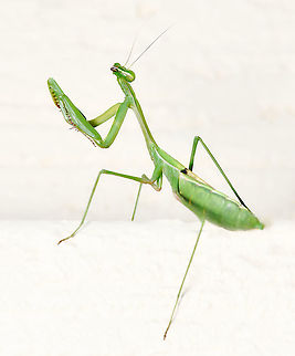 Pseudomantis albofimbriata NB. image has been turned, mantid was head upward on a wall.

The false garden mantid is a member of family Mantidae, which includes almost 75% of our praying mantids here in Australia. This species can be seen in urban gardens, woodlands and forests in Queensland and New South Wales. 

Adult female, 60 mm body length

 Australia,Fall,False garden mantis,Geotagged,Mantidae,Mantodea,Pseudomantis albofimbriata,arthropod,autumn,false garden mantis,fauna,insect,invertebrate,macro,new south wales