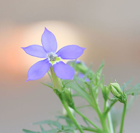 Australian harebell Isotoma axillaris is widespread from Victoria up through New South Wales and in to southern Queensland, growing in damp crevices or shallow soil in rocky areas. The milky sap of this plant can cause severe irritation to skin and temporary blindness if contact is made with the eyes. Flowering October spring time right through to May. 

Growing to 5 cm in height. Flower diameter 20 mm. 

 Australia,Australian harebell,Campanulaceae,Fall,Flora,Geotagged,Isotoma axillaris,Lobelioideae,autumn,botany,macro,new south wales,purple flower,rock isotome