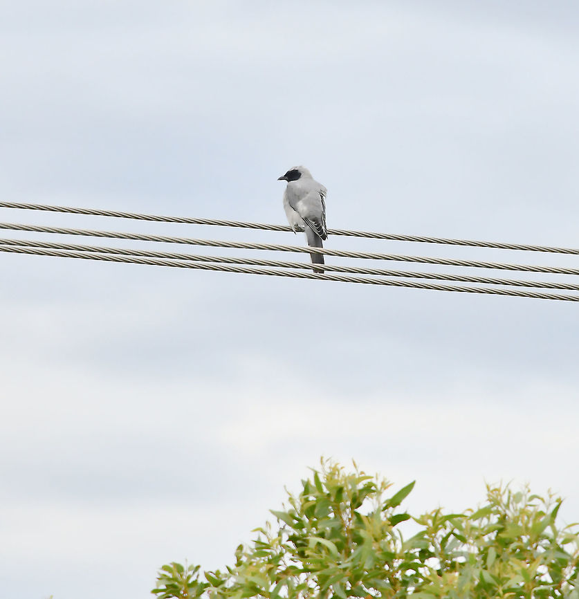 Black-faced cusckooshrike These birds have a curious habit of shuffling their wings upon landing, a practice that gave rise to the name 'shufflewing'. It is a widespread and common species. These birds can be found in wooded habitats, with the exception of rainforests. <br />
<br />
Black-faced cuckooshrikes feed on insects and other invertebrates, also some seeds and fruit. <br />
<br />
30 cm length Australia,Aves,Black-faced cuckooshrike,Campephagidae,Coracina novaehollandiae,Fall,Geotagged,Passeriformes,autumn,black-faced cuckooshrike,fauna,new south wales,shufflewing,vertebrate