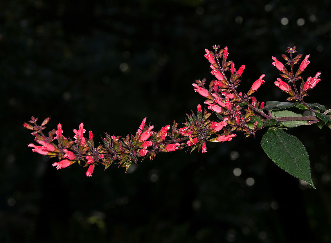 Salvia sp. No info on species here, or possible cultivar - seen at a botanic garden with just 'Salvia' on a plant info marker.  Australia,Flora,Geotagged,Lamiaceae,Lamiales,Salvia,Winter,botany,new south wales,red flowers