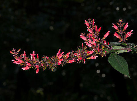 Salvia sp. No info on species here, or possible cultivar - seen at a botanic garden with just 'Salvia' on a plant info marker.  Australia,Flora,Geotagged,Lamiaceae,Lamiales,Salvia,Winter,botany,new south wales,red flowers