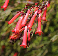 Coral fountain bush Also commonly known as fountain bush and firecracker plant. Native to Mexico and Guatemala, an ornamental shrub with slender, wispy stems spilling out like a fountain covered with bright coral-red tubular flowers. Foliage is insignificant compared to the flowers. Stems are up to 1.5 m in length. Usually summer flowering, it flowers almost continually in these warmer climes of Australia.<br />
<br />
https://www.jungledragon.com/image/102843/coral_fountain_plant.html Australia,Firecracker Plant,Flora,Geotagged,Lamiales,Plantaginaceae,Russelia equisetiformis,Spring,botany,coral fountain bush,firecracker plant,fountainbush,new south wales,red flowers