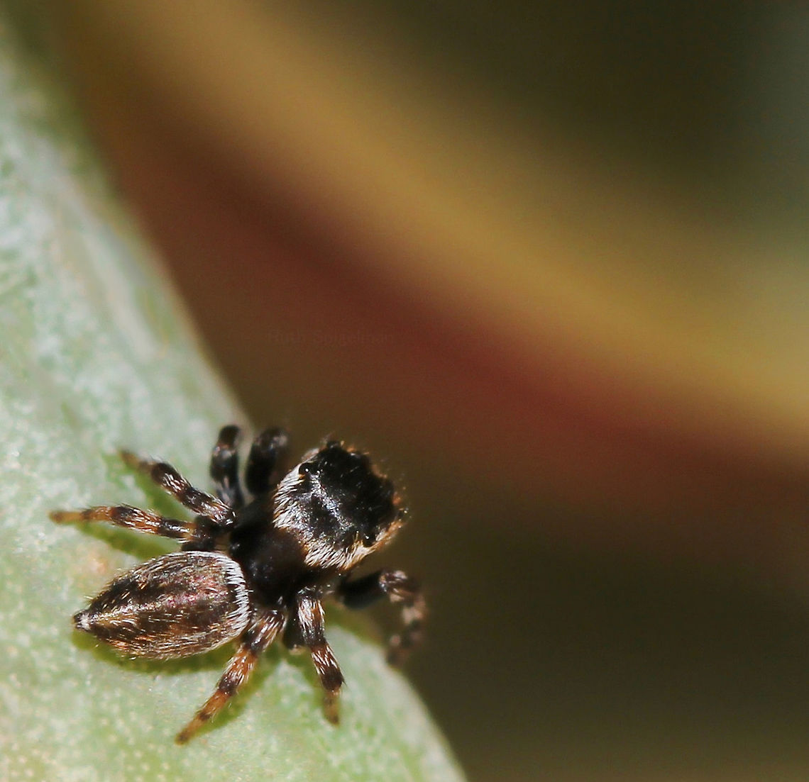 Somewhere over the rainbow A tiny Maratus scutulatus jumping spider on the lookout. With those eight eyes affording 360 degree vision, there&#039;s not much he&#039;ll miss. <br />
<br />
Dorsal view, male, 5 mm body length.  Araneae,Arthropod,Australia,Geotagged,Maratus scutulatus,Salticidae,Winter,arachnid,fauna,invertebrate,macro,new south wales,white garland jumping spider