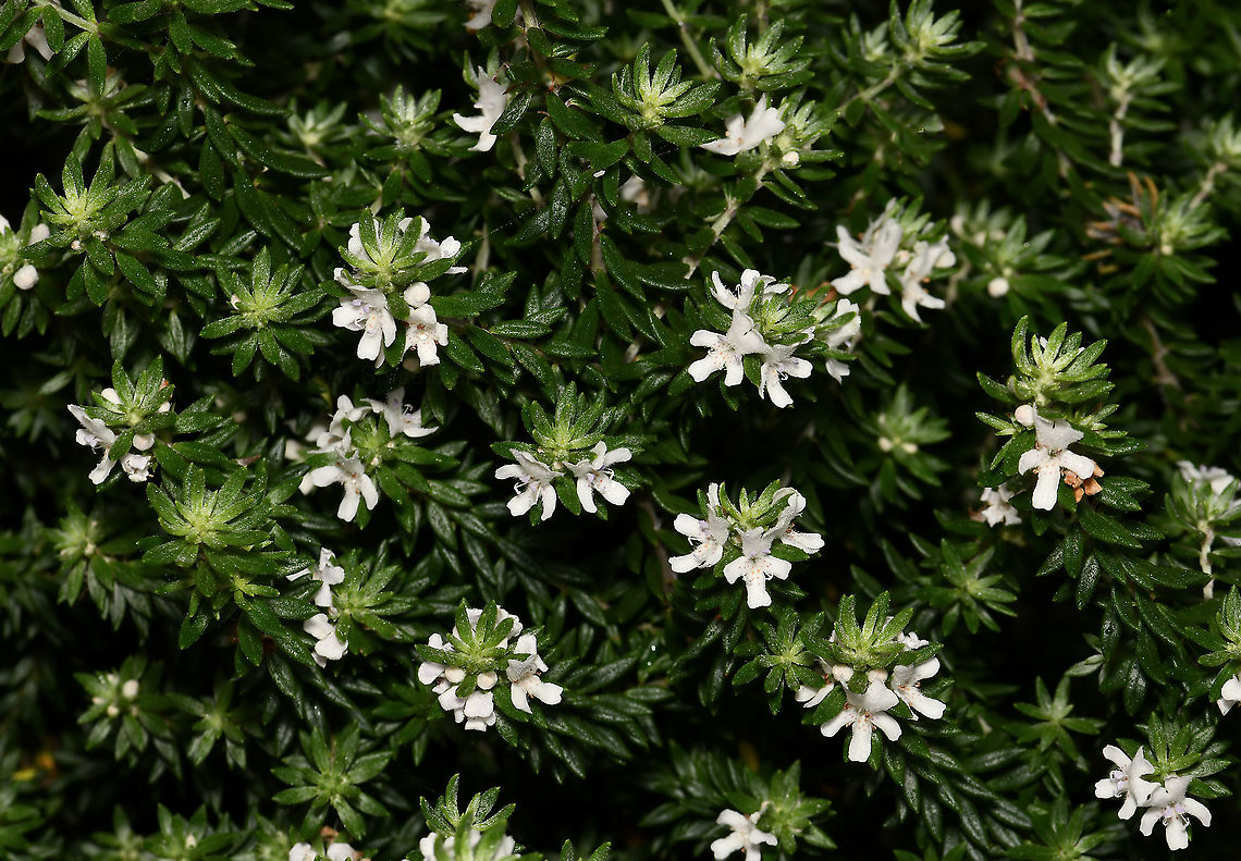 Coastal rosemary A hardy native plant, found in the east of this country. Drought tolerant and can handle salty winds, thriving well near the coast. Can grow to around 1.5 x 1.5m. Flowers are 10 to 15 mm diameter. <br />
<br />
<figure class="photo"><a href="https://www.jungledragon.com/image/83981/coastal_rosemary.html" title="Coastal rosemary"><img src="https://s3.amazonaws.com/media.jungledragon.com/images/3314/83981_thumb.jpg?AWSAccessKeyId=05GMT0V3GWVNE7GGM1R2&Expires=1767225610&Signature=TZq5m20e83kkR6M4KGdFHKFnAT0%3D" width="200" height="190" alt="Coastal rosemary A native species, commonly called coastal rosemary and coastal westringia. It has dense, fine leaves and small white flowers loved by birds and other wildlife. Despite its dainty appearance here, it is very tough and grows along the east coast, often right on the cliffs next to the ocean.<br />
<br />
Each flower 15 mm diameter. <br />
Growth around 1.5 x 1.5m <br />
<br />
https://www.jungledragon.com/image/114260/coastal_rosemary.html Australia,Coastal Rosemary,Coastal Westringia,Flora,Geotagged,Lamiaceae,Lamiales,Macro,Westringia fruticosa,Winter,botany,plant,white flowers" /></a></figure> Australia,Coastal Rosemary,Coastal Westringia,Fall,Flora,Geotagged,Lamiaceae,Lamiales,Westringia fruticosa,autumn,botany,new south wales,white flowers