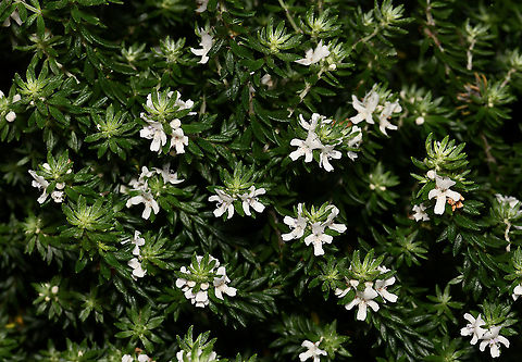 Coastal rosemary A hardy native plant, found in the east of this country. Drought tolerant and can handle salty winds, thriving well near the coast. Can grow to around 1.5 x 1.5m. Flowers are 10 to 15 mm diameter. 

https://www.jungledragon.com/image/83981/westringia_fruticosa.html Australia,Coastal Rosemary,Coastal Westringia,Fall,Flora,Geotagged,Lamiaceae,Lamiales,Westringia fruticosa,autumn,botany,new south wales,white flowers
