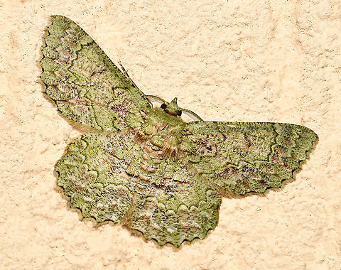 Textured emerald moth The adult moths of this species are varied in their colours, from an earthy grey to rich deep green, with a complex pattern of zigzag lines. The margin of each hindwing is scalloped.

The moths are on the wing from November through to April in both rural and suburban situations.

Male 40 mm wingspan. 

I notice my other sighting of this species is almost the same month, but 4 years previously. 




 Australia,Fall,Geometridae,Geotagged,Hypodoxa bryophylla,Lepidoptera,arthropod,autumn,fauna,green looper,insect,invertebrate,looper,macro,moth,new south wales,textured emerald moth
