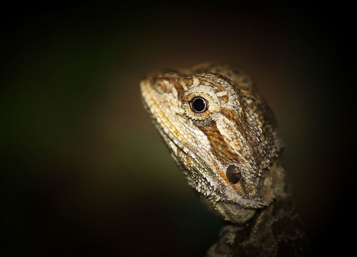 Juvenile bearded dragon Ironic that I got to see an Australian beardy - but when visiting North America! Captive specimen. I was informed this was a central beardy, so I remain in the hands of the owner as to correct ID. <br />
<br />
This one was just 15 cm/6 inches in length and less than 2 months old.  Agamidae,Central Bearded Dragon,Central bearded dragon,Geotagged,Pogona vitticeps,Spring,Squamata,United States,fauna,pennsylvania,vertebrate