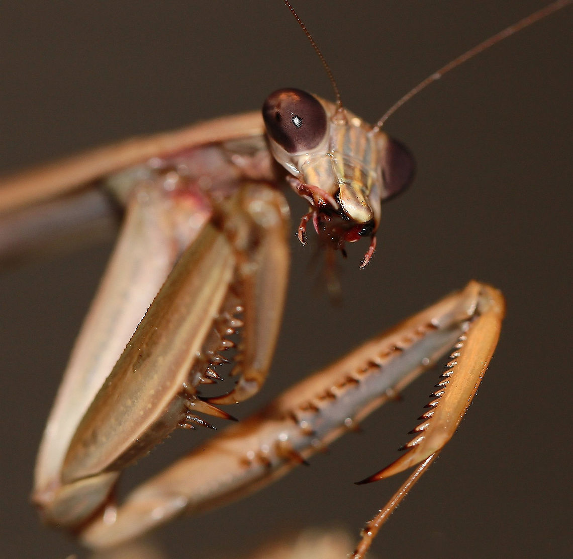 Chinese mantis eating Focus has rendered the unfortunate insect unrecognisable. But a great view of the mantis' mouth parts.  Chinese Mantis,Chinese mantis,Fall,Geotagged,Mantidae,Mantodea,Tenodera sinensis,Tenoderinae,Tenoderini,United States,arthropod,autumn,fauna,insect,invertebrate,macro,pennsylvania