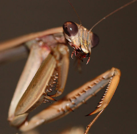 Chinese mantis eating Focus has rendered the unfortunate insect unrecognisable. But a great view of the mantis' mouth parts.  Chinese Mantis,Chinese mantis,Fall,Geotagged,Mantidae,Mantodea,Tenodera sinensis,Tenoderinae,Tenoderini,United States,arthropod,autumn,fauna,insect,invertebrate,macro,pennsylvania