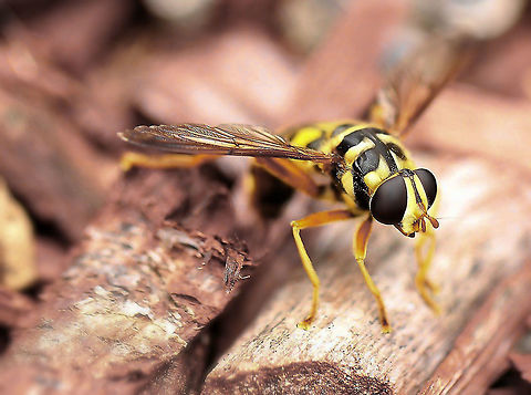 Virginia flower fly This particular species flies like, sounds like and physically mimics a yellowjacket wasp. Adults can be found in a variety of habitats ranging from forests and meadows to parks and backyard gardens. 

I estimate 25 - 30 mm length.  Diptera,Geotagged,Macro,Milesia virginiensis,Summer,Syrphidae,United States,Virginia flower fly,Yellowjacket hover fly,arthropod,fauna,insect,invertebrate,news bee,pennsylvania,yellowjacket hover fly