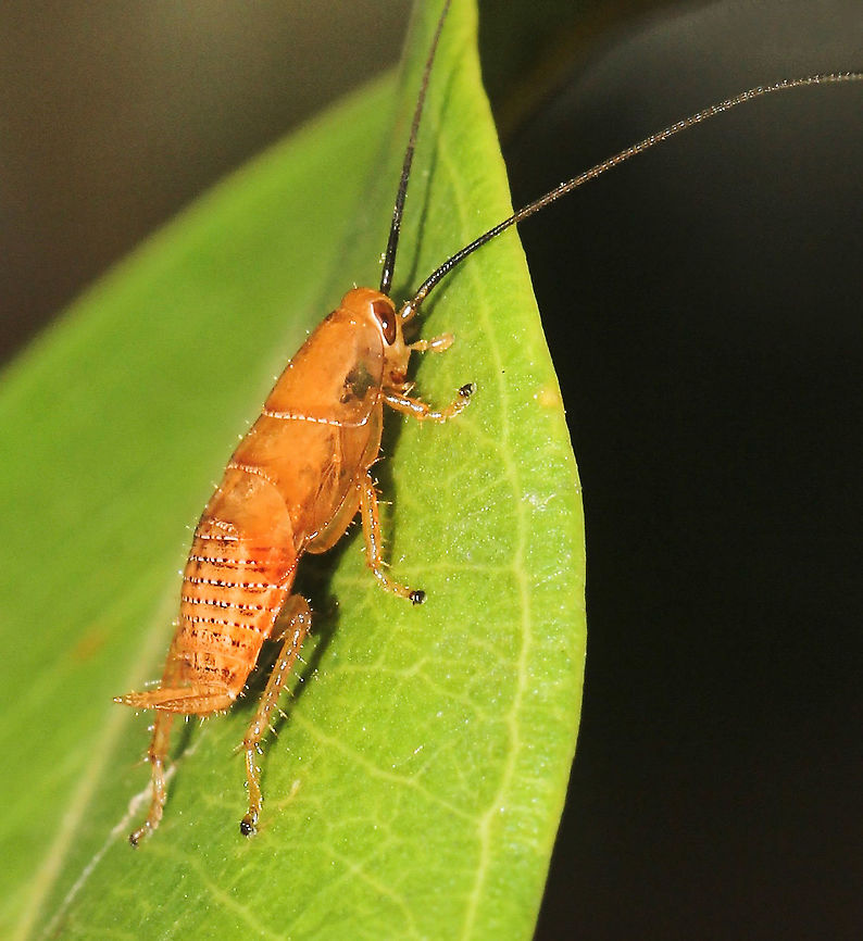 Balta sp. bush cockroach nymph  Australia,Australian bush cockroach,Balta,Blaberoidea,Blattodea,Ectobiidae,Geotagged,Spring,arthropod,fauna,insect,invertebrate,macro,new south wales