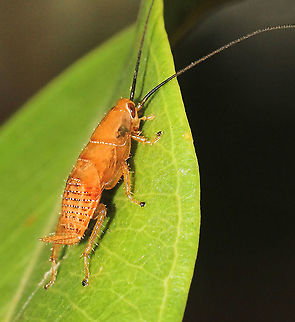 Balta sp. bush cockroach nymph  Australia,Australian bush cockroach,Balta,Blaberoidea,Blattodea,Ectobiidae,Geotagged,Spring,arthropod,fauna,insect,invertebrate,macro,new south wales
