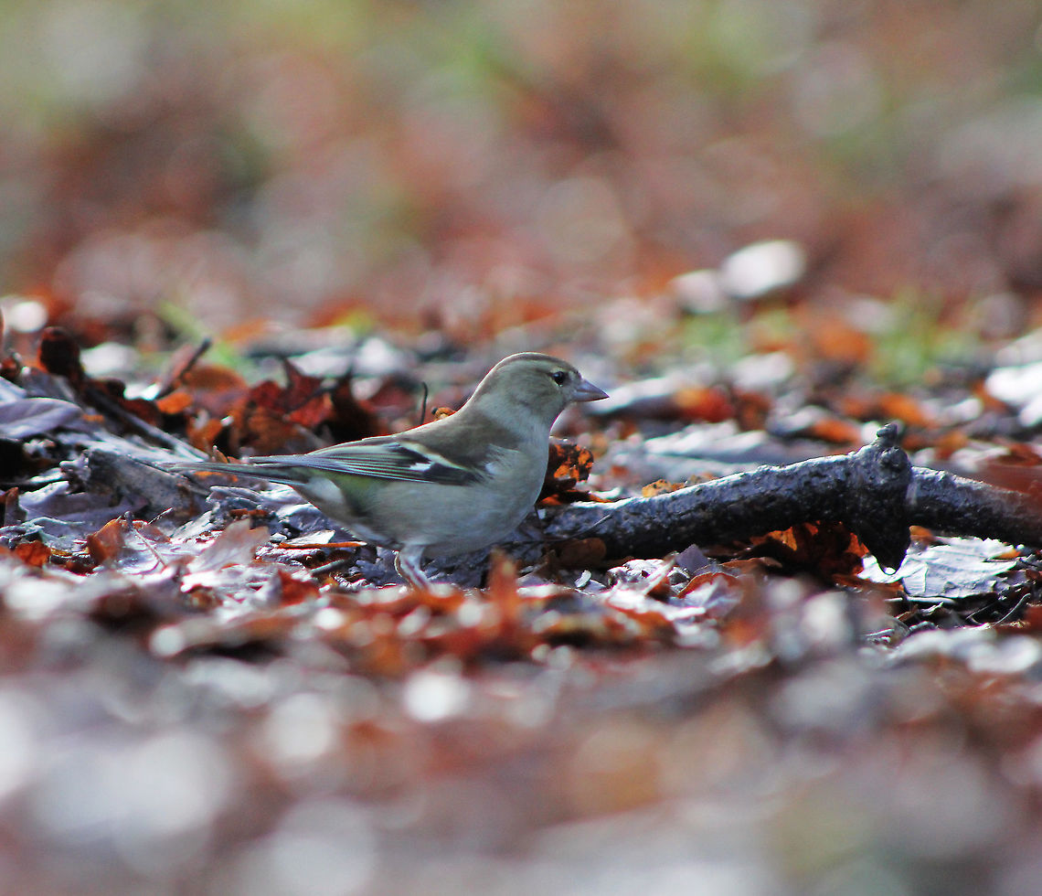 Female common chaffinch A little female chaffinch on a very cold UK winter's morning. A male seen at the same time is pictured below. <br />
<br />
14 cm in length.<br />
<br />
<figure class="photo"><a href="https://www.jungledragon.com/image/67038/male_common_chaffinch.html" title="Male common chaffinch"><img src="https://s3.amazonaws.com/media.jungledragon.com/images/3314/67038_thumb.jpg?AWSAccessKeyId=05GMT0V3GWVNE7GGM1R2&Expires=1769040010&Signature=Sg1tPn%2FKOjvGWG94tEAoseNpI10%3D" width="200" height="118" alt="Male common chaffinch It's always a joy to see the native flora and fauna when visiting back home in England. A little male chaffinch - forever alert and busy on the forest floor, one very cold winter's morning. With its patterned plumage, it is well-adapted for camouflage whilst eating on the ground. A female seen at the same time is pictured below. <br />
<br />
14 cm in length.<br />
<br />
https://www.jungledragon.com/image/114883/female_chaffinch.html Aves,Fringilla coelebs,Fringillidae,Geotagged,Passeriformes,United Kingdom,Vertebrate,Winter,common chaffinch,fauna" /></a></figure> Aves,Common chaffinch,Fringilla coelebs,Fringillidae,Geotagged,Passeriformes,United Kingdom,Winter,common chaffinch,fauna,vertebrate