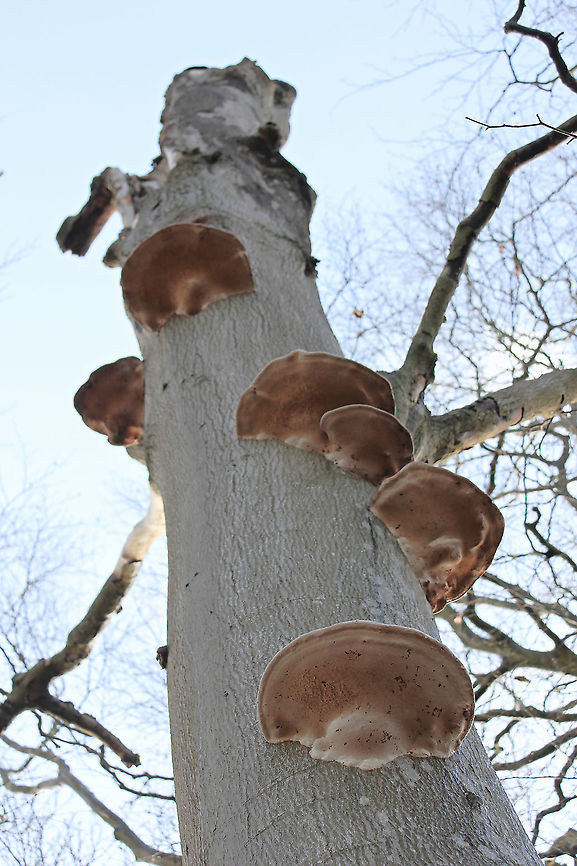 Shelf fungi on dead tree This was a tall tree, a zoomed image and these fungi were impressive in size.  Basidiomycetes,Geotagged,United Kingdom,Winter,bracket fungi,conk,shelf fungi