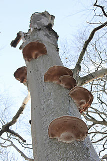 Shelf fungi on dead tree This was a tall tree, a zoomed image and these fungi were impressive in size.  Basidiomycetes,Geotagged,United Kingdom,Winter,bracket fungi,conk,shelf fungi
