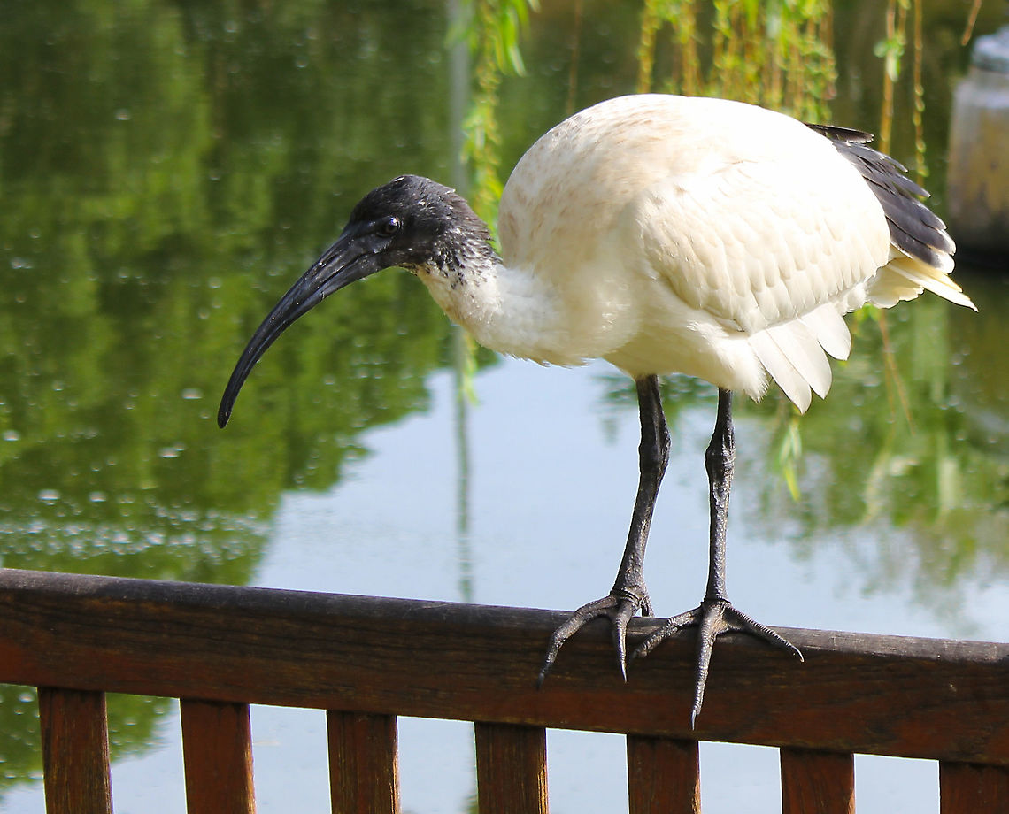Australian white ibis These large birds can be seen in all but our very driest habitats. Preferred habitats include swamps, lagoons, floodplains and grasslands, but they have also become a successful inhabitant of urban parks and gardens.<br />
<br />
75 cm length. The beak is around 15 cm in length.  Australia,Australian White Ibis,Aves,Geotagged,Pelecaniformes,Spring,Threskiornis molucca,Threskiornithidae,fauna,new south wales,vertebrate