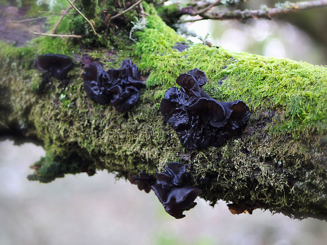 Black witches' butter fungus This fungus is a common, wood-rotting species in Europe, typically growing on dead attached branches of oak. The fruiting bodies seen here were up to 3 cm wide. In wet weather the fungus presents as jelly-like - however, during prolonged dry spells it shrinks to a series of cone-shaped olive-brown crusts. <br />
<br />
 Agaricomycetes,Auriculariaceae,Auriculariales,Black Witch's Butter,Dorset,Exidia glandulosa,Geotagged,United Kingdom,Winter,black jelly roll,black witches' butter,fungi,macro