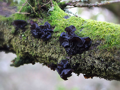 Black witches' butter fungus This fungus is a common, wood-rotting species in Europe, typically growing on dead attached branches of oak. The fruiting bodies seen here were up to 3 cm wide. In wet weather the fungus presents as jelly-like - however, during prolonged dry spells it shrinks to a series of cone-shaped olive-brown crusts. 

 Agaricomycetes,Auriculariaceae,Auriculariales,Black Witch's Butter,Dorset,Exidia glandulosa,Geotagged,United Kingdom,Winter,black jelly roll,black witches' butter,fungi,macro