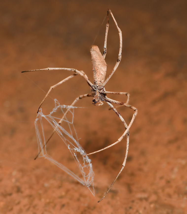 Ogre dinner time! Always a delight to come across an ogre spider, this one a little female seen at night-time. <br />
<br />
These spiders do not spin conventional webs, instead they hang out like this with a tiny silken net strung between their front legs when hunting, ready to ensnare a passing meal. <br />
<br />
Here, I&#039;ve captured a moment in time of her in the process of making her net. <br />
<br />
10 mm body length.  Araneae,Asianopis subrufa,Australia,Deinopidae,Geotagged,Net-casting Spider,Rufous Net-casting Spider,Spring,arachnid,fauna,invertebrate,macro,new south wales,ogre spider