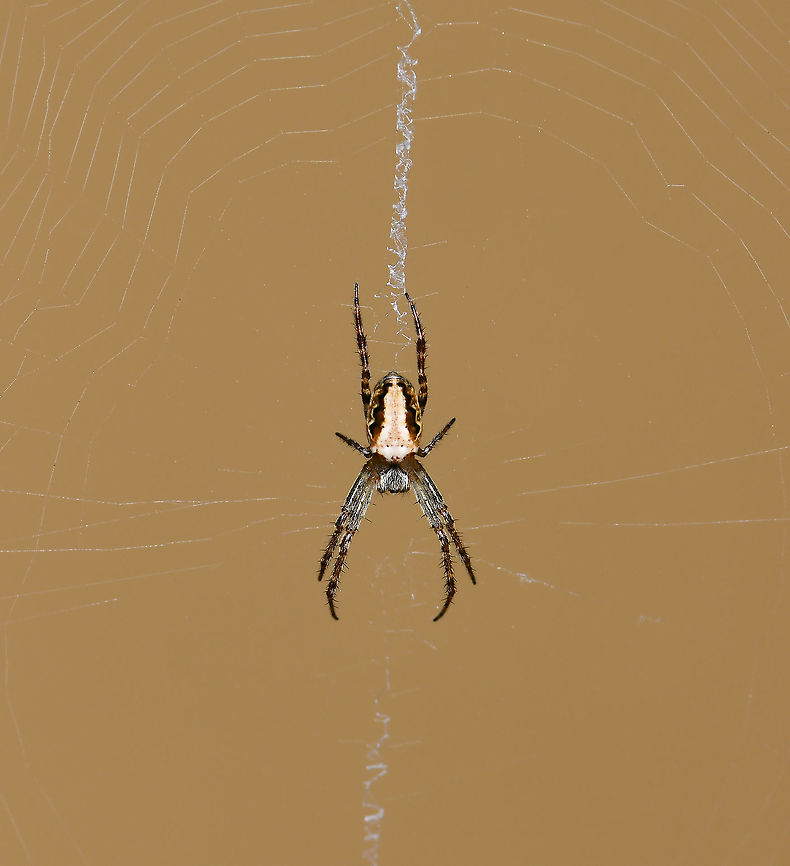 Plebs eburnus orb weaver The colour patterns on the abdomen of this species are variable but the black &#039;shoulders&#039; at the front of the abdomen are always present.<br />
<br />
5 to 6 mm body length.  Araneae,Araneidae,Australia,Eastern Grass Orb-weaver,Fall,Geotagged,Plebs eburnus,arachnid,arthropod,autumn,fauna,invertebrate,macro,new south wales,orb weaver