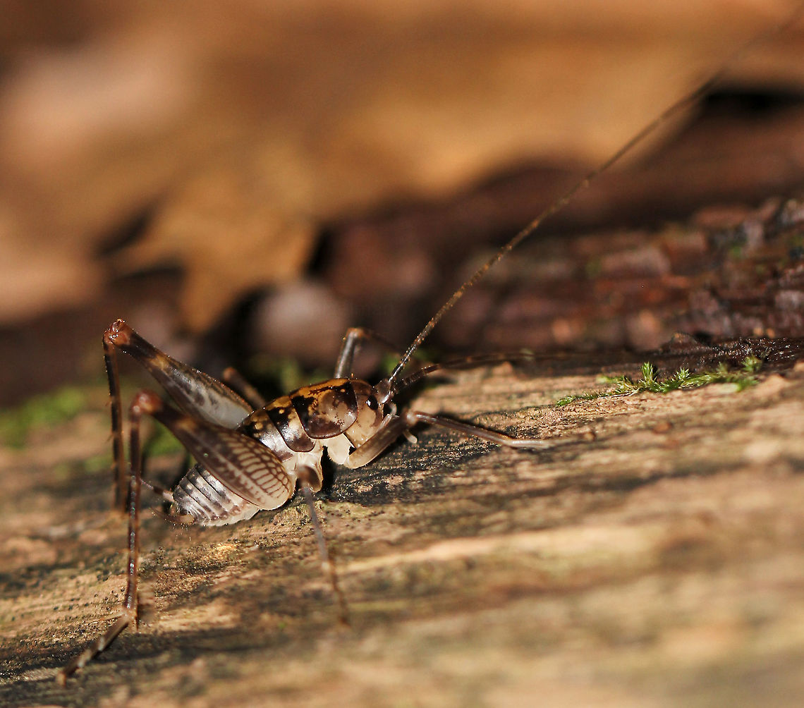 Camel cricket Ceuthophilus species. This genus of cricket can be found in the eastern part of the United States. <br />
<br />
Body length 15 mm Ceuthophilus,Geotagged,Orthoptera,Rhaphidophoridae,Summer,United States,arthropod,camel cricket,fauna,insect,invertebrate,macro,pennsylvania