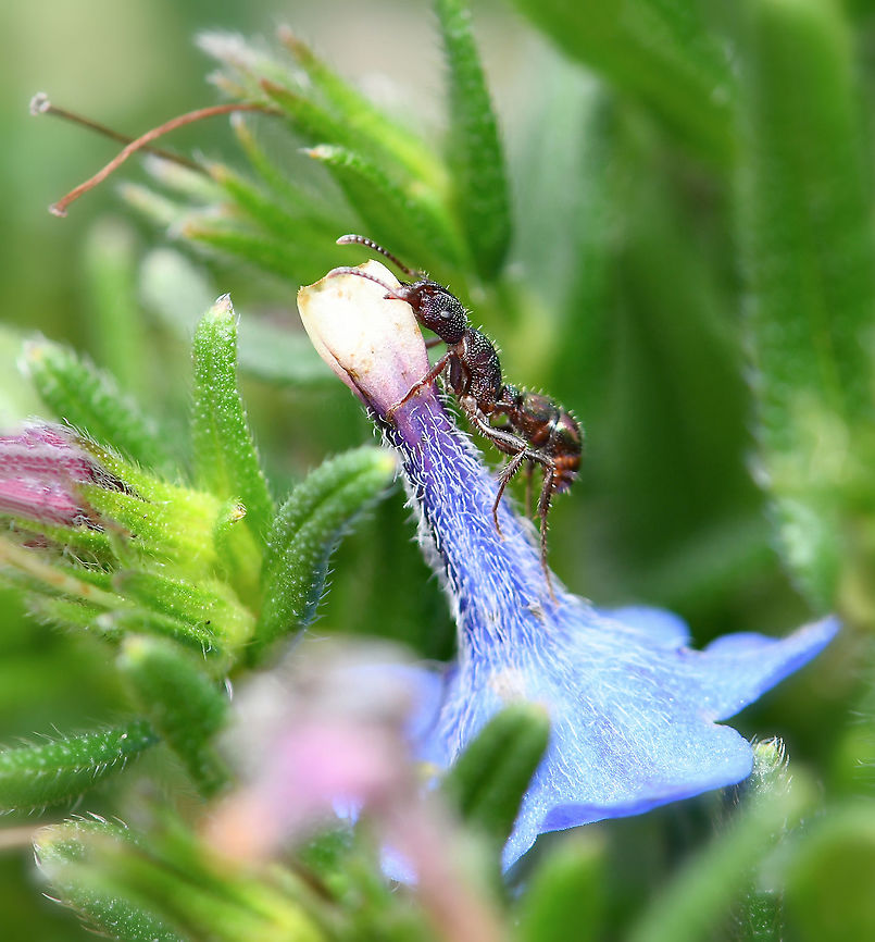 Pony ant harvesting flowers My attention was caught by these tiny Lithodora diffusa flowers moving....and I was confused as there was no wind at all at that time. <br />
<br />
I looked closer and saw a group of pony ants scrambling on the plant....as I continued to watch, I saw that they were working hard to disconnect the flowers from their stalks and endeavour to cart them away, presumably to the nest. <br />
<br />
It was incredibly hard work, many times they dropped the flowers and sometimes there seemed to be scuffles and skirmishes between the ants - I imagined they were telling each other off for making a mistake perhaps. Tenacious little characters. <br />
<br />
6mm body length Australia,Formicidae,Geotagged,Green-head ant,Hymenoptera,Rhytidoponera metallica,Spring,ant behaviour,arthropod,fauna,green-head ant,insect,invertebrate,macro,metallic pony ant,new south wales