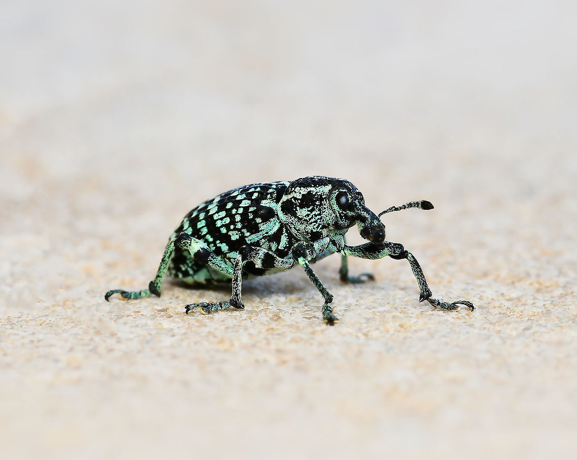 Botany Bay diamond weevil Native to this country in the south-east, taking the title of &#039;first insect from Australia&#039;, after being collected by Sir Joseph Banks when Captain Cook&rsquo;s expedition landed in Botany Bay in 1770, then recorded officially in 1775 by Danish entomologist Johan Fabricius.<br />
<br />
It is a lovely looking insect whose colour is predominantly black with patches of metallic blue or green scales. Both immature and adult stages live on just 28 of our 1000 Acacia species. The larvae form tunnels in the trunk and roots of the plant.<br />
<br />
N.B. not captive, seen making its way across a garden patio.<br />
<br />
25 mm body length, perhaps female as they are the larger size. Australia,Botany Bay diamond weevil,Botany Bay weevil,Chrysolopus spectabilis,Coleoptera,Curculionidae,Geotagged,Spring,arthropod,fauna,insect,invertebrate,macro,new south wales