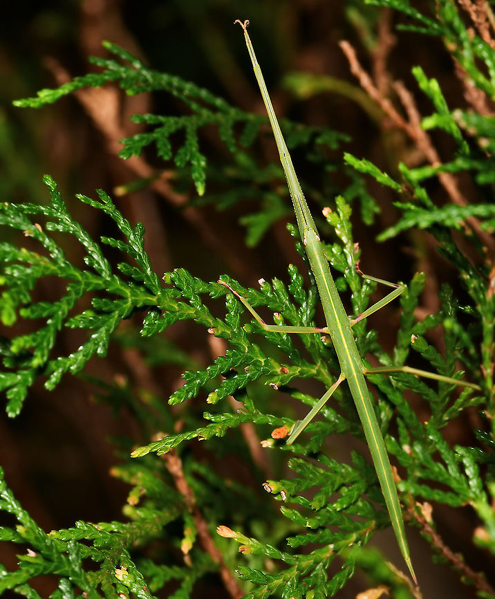 Children's stick insect Our nights are now down to about as low as they go in these parts (7C/44F) and clearly there are insects still out and about. I came upon this stick insect yesterday evening. This is a nymph, going by colour and size. <br />
<br />
Male, 5 cm length from head to tip of abdomen. In this image, the two front legs are stretched out in front of the head.  Australia,Children's stick insect,Fall,Geotagged,Phasmatidae,Phasmatodea,Phasmid,Tropidoderus childrenii,arthropod,autumn,fauna,insect,invertebrate,macro,new south wales