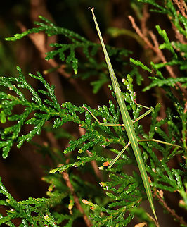 Children's stick insect Our nights are now down to about as low as they go in these parts (7C/44F) and clearly there are insects still out and about. I came upon this stick insect yesterday evening. This is a nymph, going by colour and size. 

Male, 5 cm length from head to tip of abdomen. In this image, the two front legs are stretched out in front of the head.  Australia,Children's stick insect,Fall,Geotagged,Phasmatidae,Phasmatodea,Phasmid,Tropidoderus childrenii,arthropod,autumn,fauna,insect,invertebrate,macro,new south wales