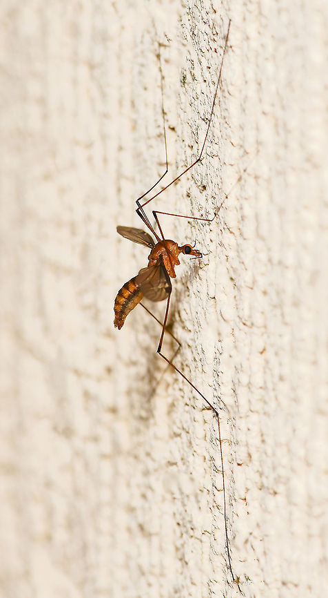 Leptotarsus sp. crane fly lateral Subgenus Macromastix. <br />
<br />
Body length 15 mm Australia,Diptera,Fall,Geotagged,Leptotarsus,Macromastix,Tipulidae,autumn,crane fly,fauna,macro,new south wales