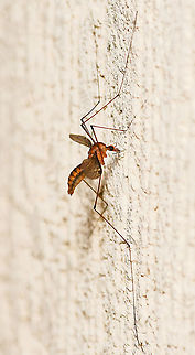 Leptotarsus sp. crane fly lateral Subgenus Macromastix. 

Body length 15 mm Australia,Diptera,Fall,Geotagged,Leptotarsus,Macromastix,Tipulidae,autumn,crane fly,fauna,macro,new south wales